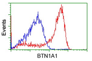 BTN1A1 Antibody - HEK293T cells transfected with either overexpress plasmid (Red) or empty vector control plasmid (Blue) were immunostained by anti-BTN1A1 antibody, and then analyzed by flow cytometry.