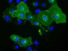 BTN1A1 Antibody - Anti-BTN1A1 mouse monoclonal antibody  immunofluorescent staining of COS7 cells transiently transfected by pCMV6-ENTRY BTN1A1.