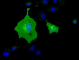 BTN1A1 Antibody - Anti-BTN1A1 mouse monoclonal antibody  immunofluorescent staining of COS7 cells transiently transfected by pCMV6-ENTRY BTN1A1.