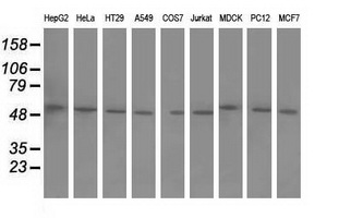 BTN1A1 Antibody - Western blot of extracts (35 ug) from 9 different cell lines by using anti-BTN1A1 monoclonal antibody.