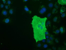 BTN1A1 Antibody - Anti-BTN1A1 mouse monoclonal antibody  immunofluorescent staining of COS7 cells transiently transfected by pCMV6-ENTRY BTN1A1.