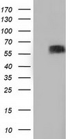 BTN1A1 Antibody - HEK293T cells were transfected with the pCMV6-ENTRY control (Left lane) or pCMV6-ENTRY BTN1A1 (Right lane) cDNA for 48 hrs and lysed. Equivalent amounts of cell lysates (5 ug per lane) were separated by SDS-PAGE and immunoblotted with anti-BTN1A1.