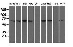 BTN1A1 Antibody - Western blot analysis of extracts (35ug) from 9 different cell lines by using anti-BTN1A1 monoclonal antibody.