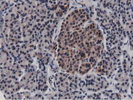 BTN1A1 Antibody - Immunohistochemical staining of paraffin-embedded Human pancreas tissue using anti-BTN1A1 mouse monoclonal antibody.