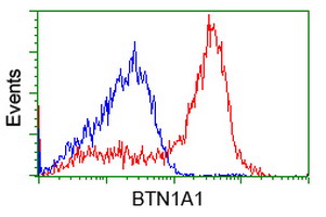 BTN1A1 Antibody - HEK293T cells transfected with either overexpress plasmid (Red) or empty vector control plasmid (Blue) were immunostained by anti-BTN1A1 antibody, and then analyzed by flow cytometry.