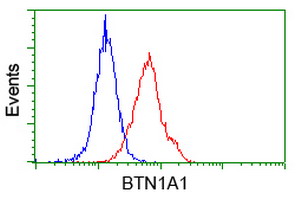 BTN1A1 Antibody - Flow cytometric Analysis of Hela cells, using anti-BTN1A1 antibody, (Red), compared to a nonspecific negative control antibody, (Blue).