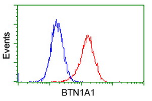 BTN1A1 Antibody - Flow cytometric Analysis of Jurkat cells, using anti-BTN1A1 antibody, (Red), compared to a nonspecific negative control antibody, (Blue).