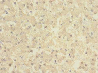 BTN1A1 Antibody - Immunohistochemistry of paraffin-embedded human liver tissue at dilution 1:100