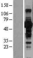 BTN1A1 Protein - Western validation with an anti-DDK antibody * L: Control HEK293 lysate R: Over-expression lysate