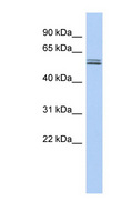 BTN2A1 Antibody - BTN2A1 antibody Western blot of Fetal Thymus lysate. This image was taken for the unconjugated form of this product. Other forms have not been tested.