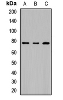 BTN2A1 Antibody