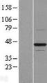 BTN2A1 Protein - Western validation with an anti-DDK antibody * L: Control HEK293 lysate R: Over-expression lysate