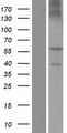 BTN2A1 Protein - Western validation with an anti-DDK antibody * L: Control HEK293 lysate R: Over-expression lysate