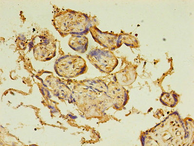 BTN3A1 / CD277 Antibody - Immunohistochemistry of paraffin-embedded human placenta tissue using BTN3A1 Antibody at dilution of 1:100