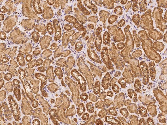 BTN3A1 / CD277 Antibody - Immunochemical staining of human BTN3A1 in human kidney with rabbit polyclonal antibody at 1:100 dilution, formalin-fixed paraffin embedded sections.