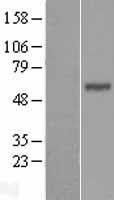 BTN3A1 / CD277 Protein - Western validation with an anti-DDK antibody * L: Control HEK293 lysate R: Over-expression lysate