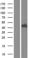BTN3A1 / CD277 Protein - Western validation with an anti-DDK antibody * L: Control HEK293 lysate R: Over-expression lysate