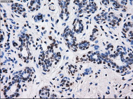 BTN3A2 Antibody - IHC of paraffin-embedded breast tissue using anti-BTN3A2 mouse monoclonal antibody. (Dilution 1:50).