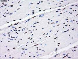 BTN3A2 Antibody - IHC of paraffin-embedded colon tissue using anti-BTN3A2 mouse monoclonal antibody. (Dilution 1:50).