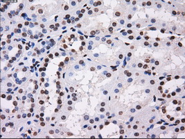 BTN3A2 Antibody - IHC of paraffin-embedded Kidney tissue using anti-BTN3A2 mouse monoclonal antibody. (Dilution 1:50).