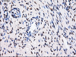 BTN3A2 Antibody - IHC of paraffin-embedded Ovary tissue using anti-BTN3A2 mouse monoclonal antibody. (Dilution 1:50).