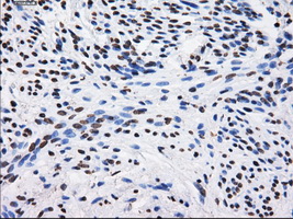 BTN3A2 Antibody - IHC of paraffin-embedded endometrium tissue using anti-BTN3A2 mouse monoclonal antibody. (Dilution 1:50).