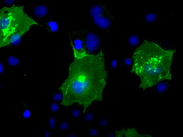 BTN3A2 Antibody - Anti-BTN3A2 mouse monoclonal antibody  immunofluorescent staining of COS7 cells transiently transfected by pCMV6-ENTRY BTN3A2.