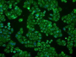 BTN3A2 Antibody - Immunofluorescent staining of HT29 cells using anti-BTN3A2 mouse monoclonal antibody.
