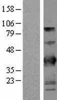 BTN3A2 Protein - Western validation with an anti-DDK antibody * L: Control HEK293 lysate R: Over-expression lysate