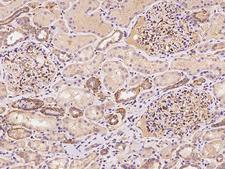 BTN3A3 Antibody - Immunochemical staining of human BTN3A3 in human kidney with rabbit polyclonal antibody at 1:100 dilution, formalin-fixed paraffin embedded sections.