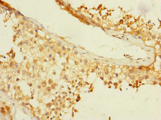 BTNL3 Antibody - Immunohistochemistry of paraffin-embedded human testis tissue using BTNL3 Antibody at dilution of 1:100