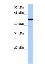 BTNL8 Antibody - Fetal liver cell lysate. Antibody concentration: 0.5 ug/ml. Gel concentration: 12%.  This image was taken for the unconjugated form of this product. Other forms have not been tested.