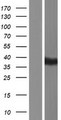 BTNL8 Protein - Western validation with an anti-DDK antibody * L: Control HEK293 lysate R: Over-expression lysate