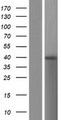 BTNL8 Protein - Western validation with an anti-DDK antibody * L: Control HEK293 lysate R: Over-expression lysate
