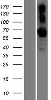 BTNL9 Protein - Western validation with an anti-DDK antibody * L: Control HEK293 lysate R: Over-expression lysate