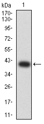 BTRCP / BETA-TRCP Antibody - Western blot analysis using BTRC mAb against human BTRC (AA: 24-151) recombinant protein. (Expected MW is 40.2 kDa)