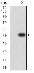 BTRCP / BETA-TRCP Antibody - Western blot analysis using BTRC mAb against HEK293 (1) and BTRC (AA: 24-151)-hIgGFc transfected HEK293 (2) cell lysate.