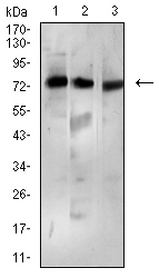 BTRCP / BETA-TRCP Antibody - Western blot analysis using BTRC mouse mAb against Ramos (1), MCF-7 (2), and K562 (3) cell lysate.