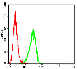 BTRCP / BETA-TRCP Antibody - Flow cytometric analysis of Hela cells using BTRC mouse mAb (green) and negative control (red).