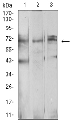 BTRCP / BETA-TRCP Antibody - Western blot analysis using BTRC mouse mAb against Ramos (1), MCF-7 (2), and K562 (3) cell lysate.