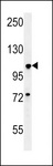 BUB1 Antibody - BUB1A Antibody western blot of A549 cell line lysates (35 ug/lane). The BUB1A antibody detected the BUB1A protein (arrow).