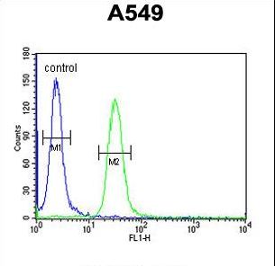 BUB1 Antibody - BUB1A Antibody flow cytometry of A549 cells (right histogram) compared to a negative control cell (left histogram). FITC-conjugated goat-anti-rabbit secondary antibodies were used for the analysis.
