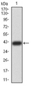 BUB1 Antibody - Western blot analysis using BUB1 mAb against human BUB1 (AA: 1-130) recombinant protein. (Expected MW is 41.3 kDa)
