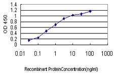 BUB1 Antibody - Detection limit for recombinant GST tagged BUB1 is approximately 0.03 ng/ml as a capture antibody.