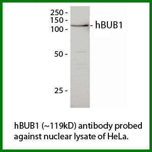 BUB1 Antibody