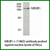 BUB1 Antibody