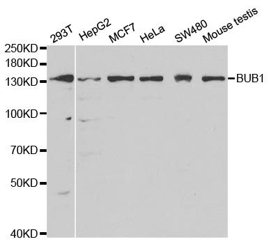 BUB1 Antibody - Western blot analysis of extracts of various cell lines, using BUB1 antibody.