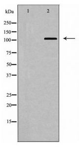 BUB1 Antibody - Western blot of BUB1 expression in COLO205 cells