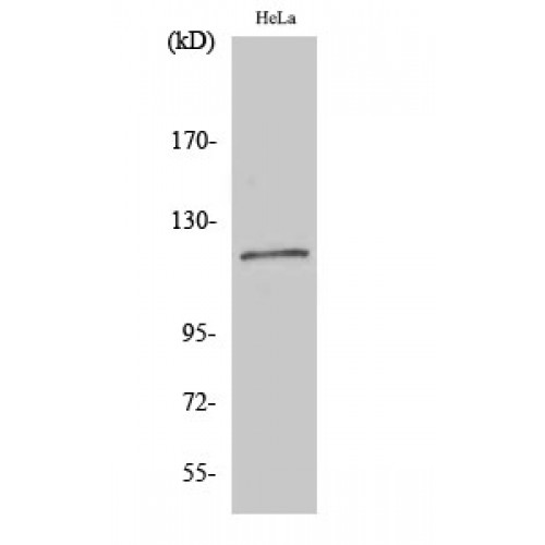 BUB1B / BubR1 Antibody - Western blot of BubR1 antibody