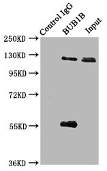 BUB1B / BubR1 Antibody - Immunoprecipitating BUB1B in JK whole cell lysate Lane 1: Rabbit control IgG (1µg) instead of product in Jurkat whole cell lysate.For western blotting,a HRP-conjugated Protein G antibody was used as the Secondary antibody (1/2000) Lane 2: product (6µg) + JK whole cell lysate (500µg) Lane 3: JK whole cell lysate (10µg)
